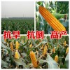 2015玉米种子高产品种郑单518 济南朝晖种业