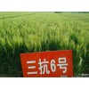 济南朝晖种业高产小麦品种-三抗6号 赤霉病的克星