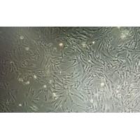zlzt生物人急性髓性白血病细胞KG-1A