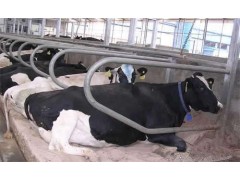 供应中农基业牛颈枷 牛卧床 牛体刷等养殖设备专卖图2