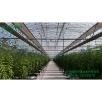 温室大棚果蔬种植吊秧技术：让丰收"悬"起来的高效秘诀